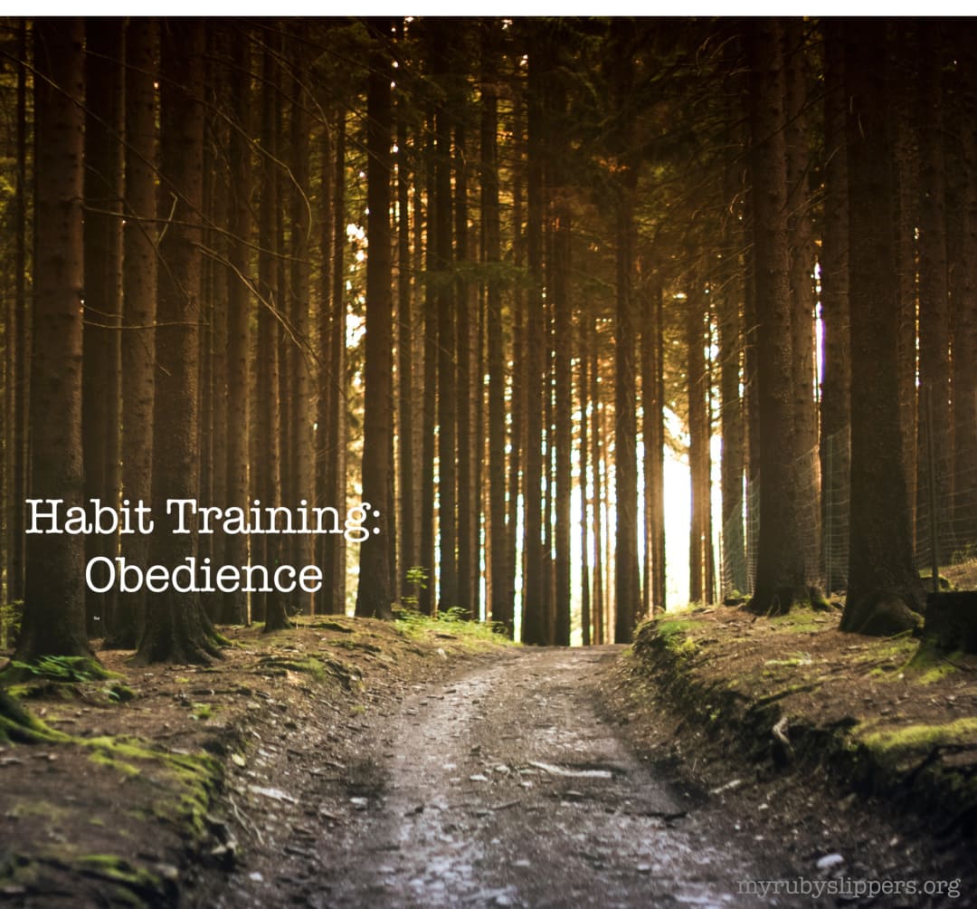 You are currently viewing Habit Training: Obedience